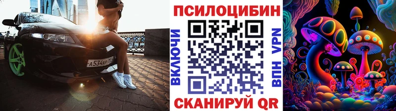 где найти   Аргун  Псилоцибиновые грибы Cubensis 